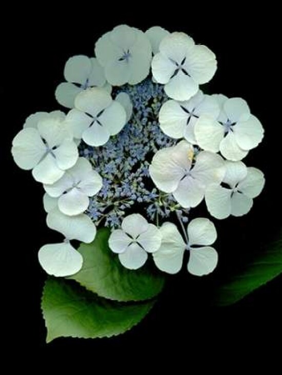 Floral Color - 25 Poster Print by Alan Blaustein - Item # VARPDXABLF169B