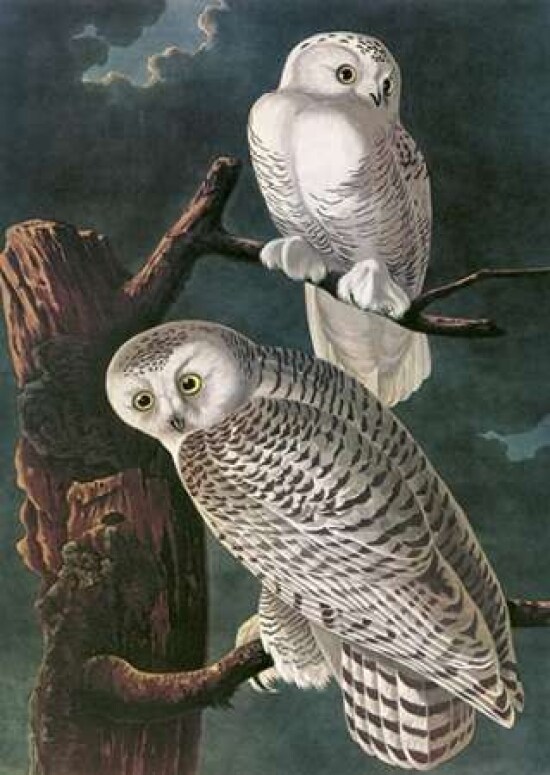 Snowy Owl Poster Print by John James Audubon - Item # VARPDX197703
