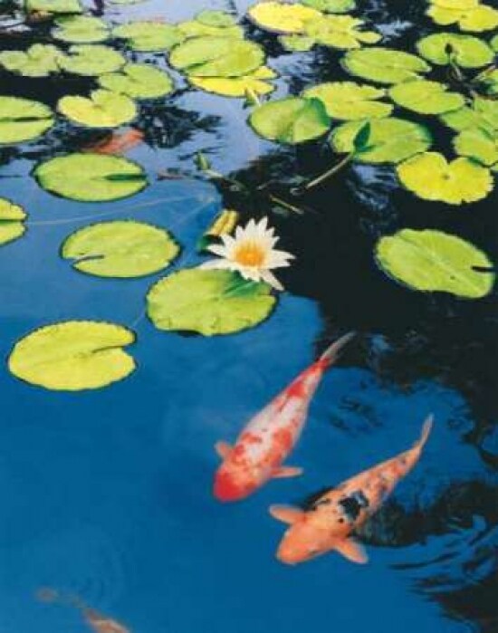 Koi Pond II Poster Print by Maureen Love - Item # VARPDXLOV105