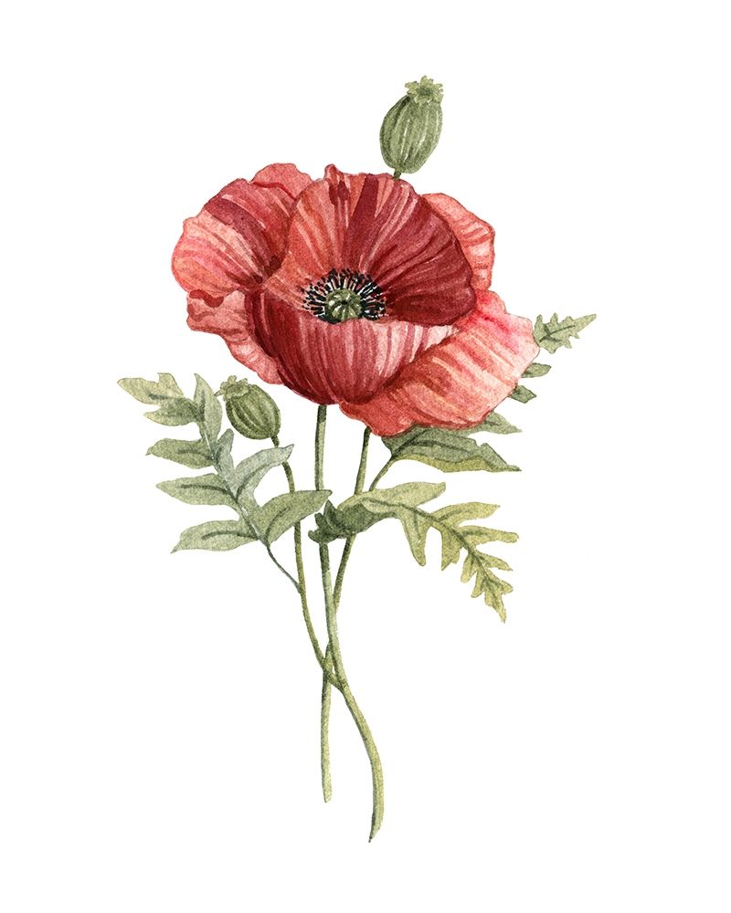 Scarlet Poppy Poster Print by Carol Robinson - Item # VARPDX40948