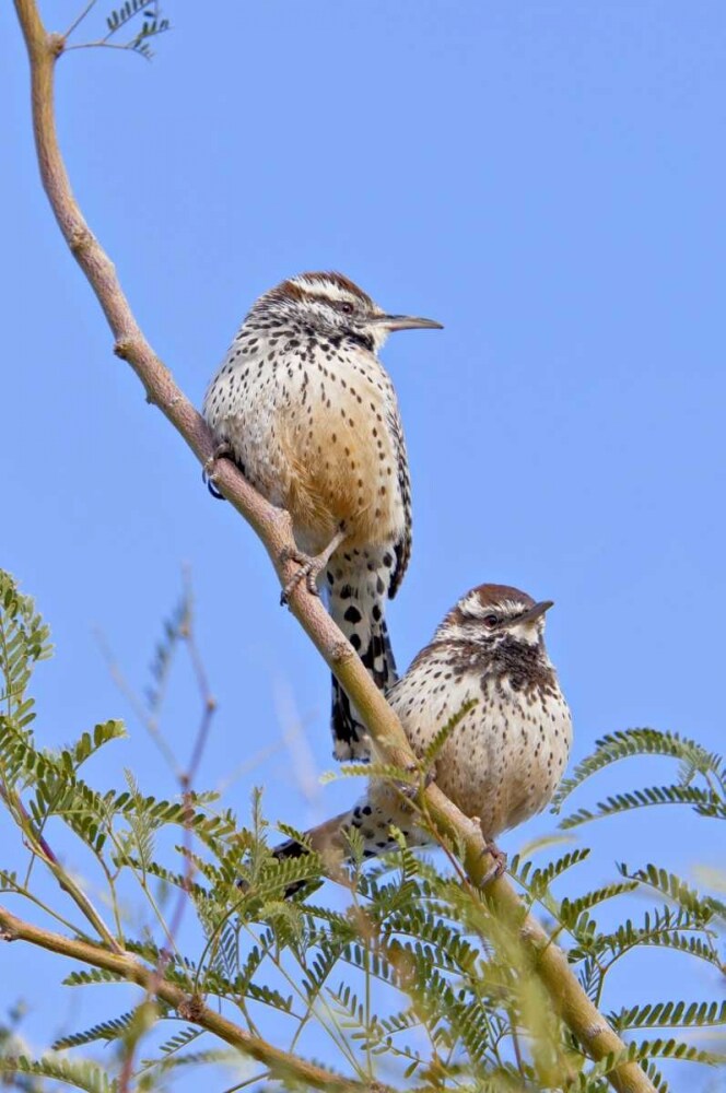 Arizona, Phoenix Cactus wren pair on limb by Fred Lord - Item # VARPDXUS02BJA0252