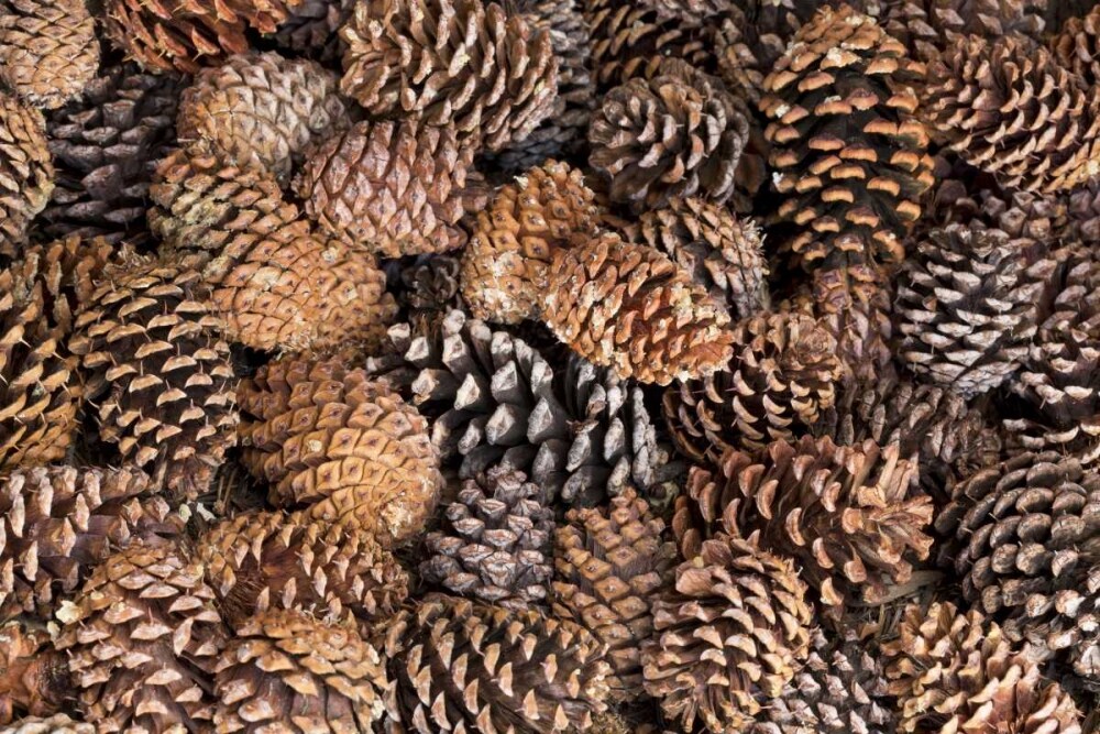 California, Inyo NF Bristlecone tree pine cones by Don Paulson - Item # VARPDXUS05BJA0702