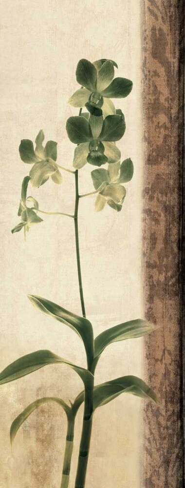 Dreamweaver II Poster Print by Chris Donovan # CSD5462