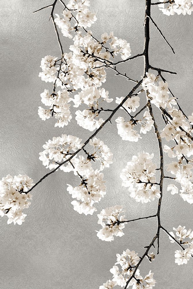 White Blossoms on Silver III Poster Print by Kate Bennett # KTB116646