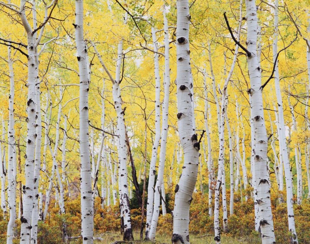 Colorado, Rocky Mts, Fall colors of Aspen trees by Christopher Talbot Frank - Item # VARPDXUS06BJA0390