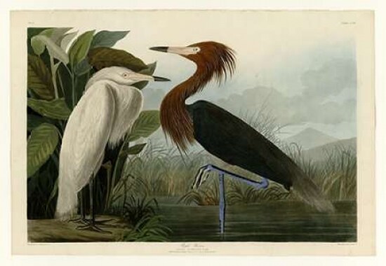 Purple Heron Poster Print by  John James Audubon - Item # VARPDXJJA256
