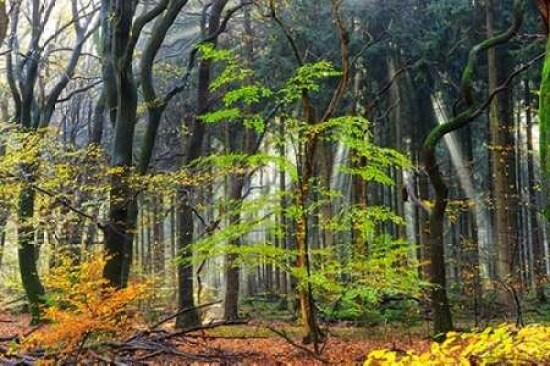 Colors of the Forest IV Poster Print by Lars Van de Goor - Item # VARPDXV568D