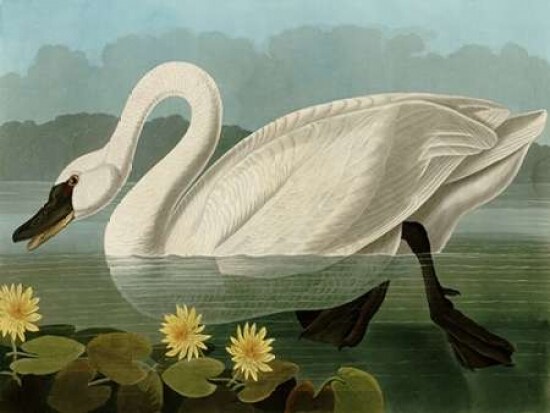 Common American Swan Poster Print by John James Audubon - Item # VARPDX3AA2232