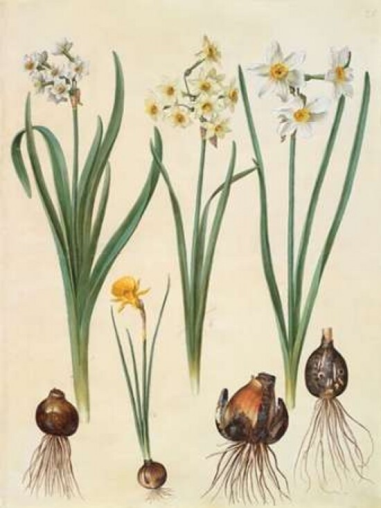 Narcissus Poster Print by Johannes S. Holtzbecher - Item # VARPDX3AA2227