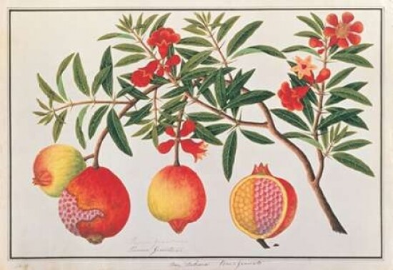 Pomegranate Poster Print by  19th C Anonymous - Item # VARPDXBM11