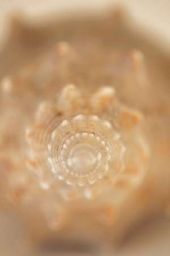 Sea Shell V Poster Print by Karyn Millet - Item # VARPDXPSMLT571