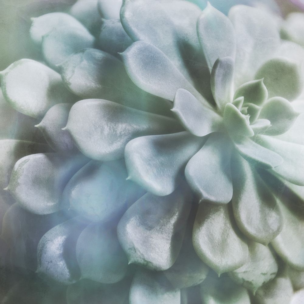 Soft Succulent I Poster Print by Irene Weisz - Item # VARPDX41026