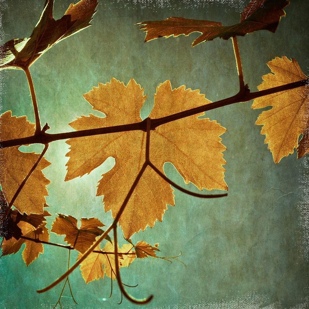 Divine I Poster Print by Ryan Harston-Weddle # HW007A
