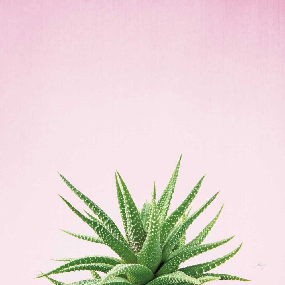 Succulent Simplicity I on Pink Poster Print by Felicity Bradley - Item # VARPDX34348
