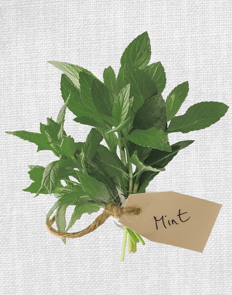 Mint Poster Print by Assaf Frank - Item # VARPDX18462