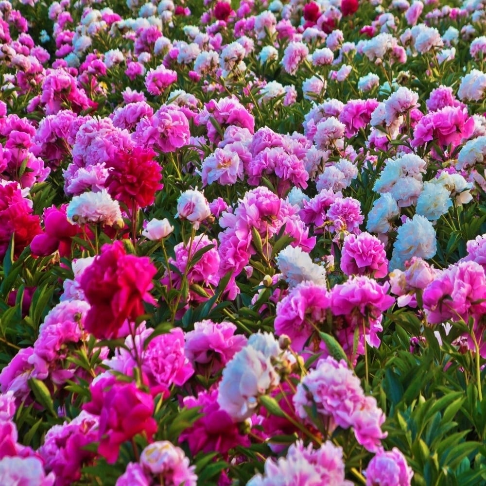 Touch Of ECO Mixed Peonies Flower - 4 Bulbs - Fragrant Beautiful Blooms Add Color to Your Garden