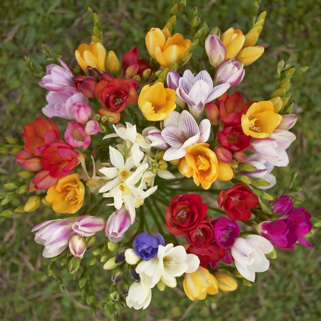 Touch Of ECO Colorful Mixed Freesia Flowers - 30 Bulbs - Vibrant Colorful Fragrant Flowers Perfect for Gardens