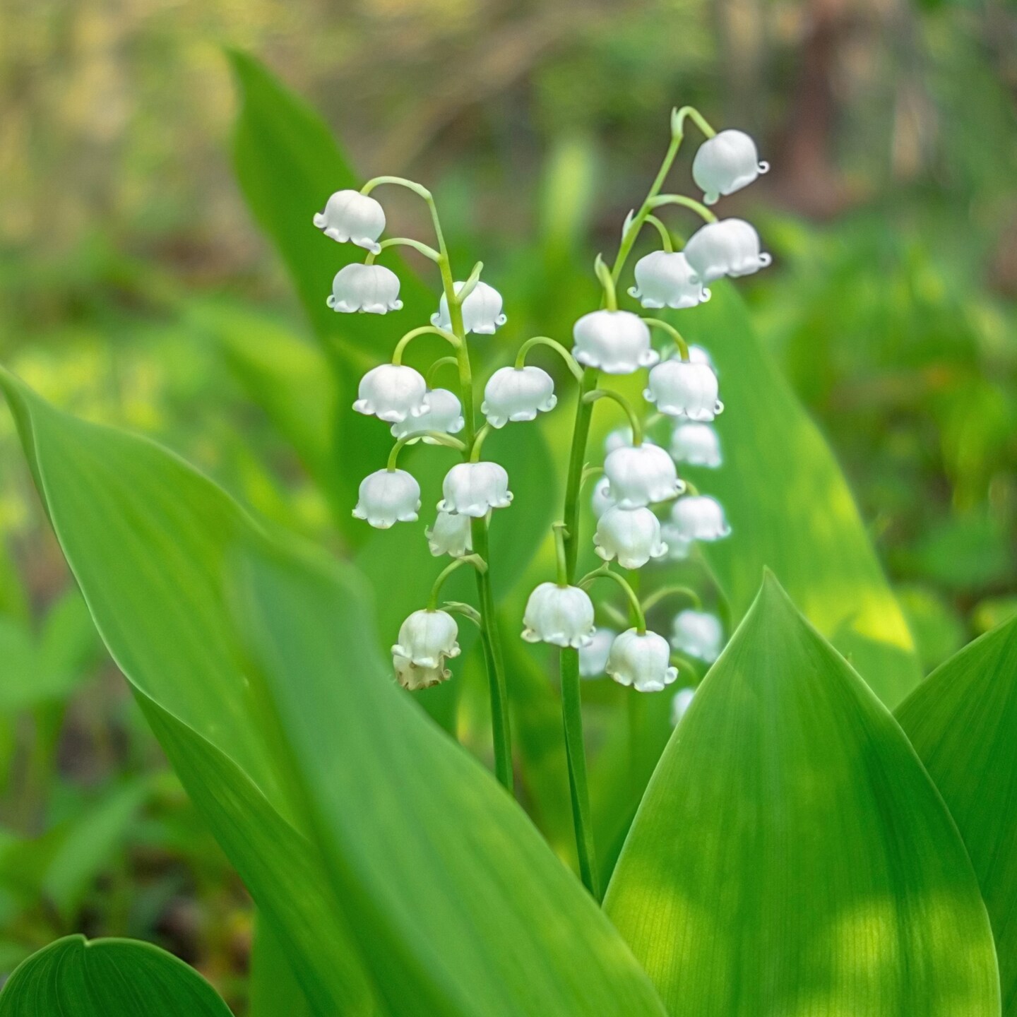Touch Of ECO Sweet Scented Lily of The Valley Flowers - 4 Bulbs - Wonderful Blooms and Beautiful Petals Convallaria Majalis