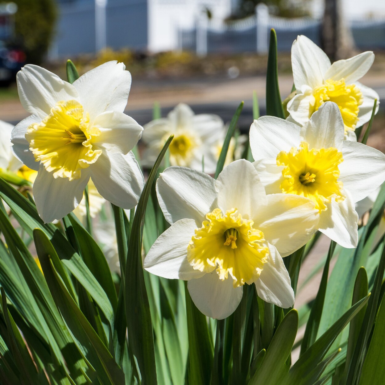 White Lion Daffodil Flowers - 5 10 Or 20 Bulbs - Attracts Butterflies Bees And Hummingbirds