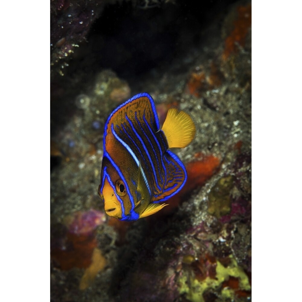 Posterazzi Juvenile king angelfish  Sea of Cortez  Mexico Poster Print by Brook Peterson/Stocktrek Images