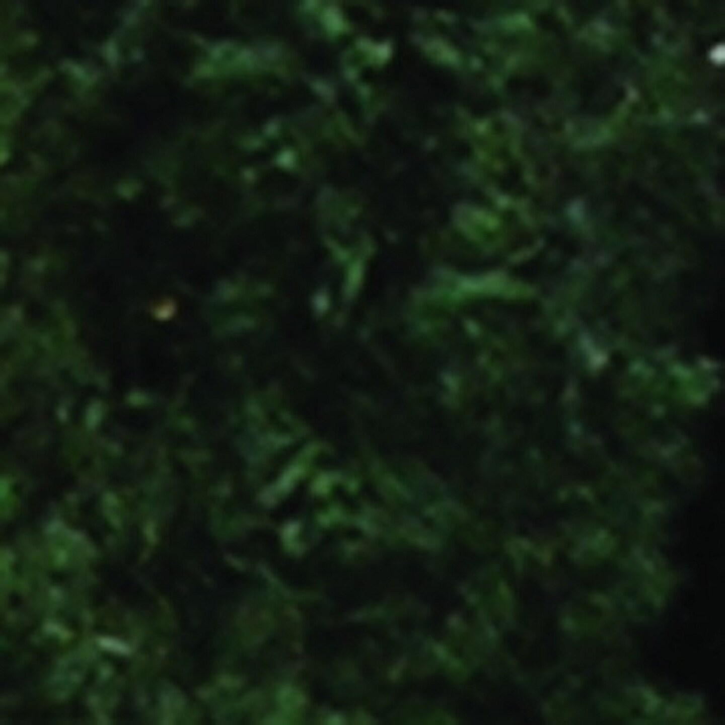 The Ribbon People Hunter Green Chenille Wired Craft Ribbon 0.25&#x22; x 110 Yards