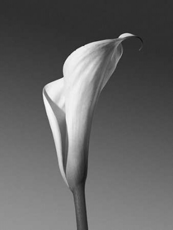 Calla No. 4 Poster Print by PhotoINC Studio - Item # VARPDXIN2364