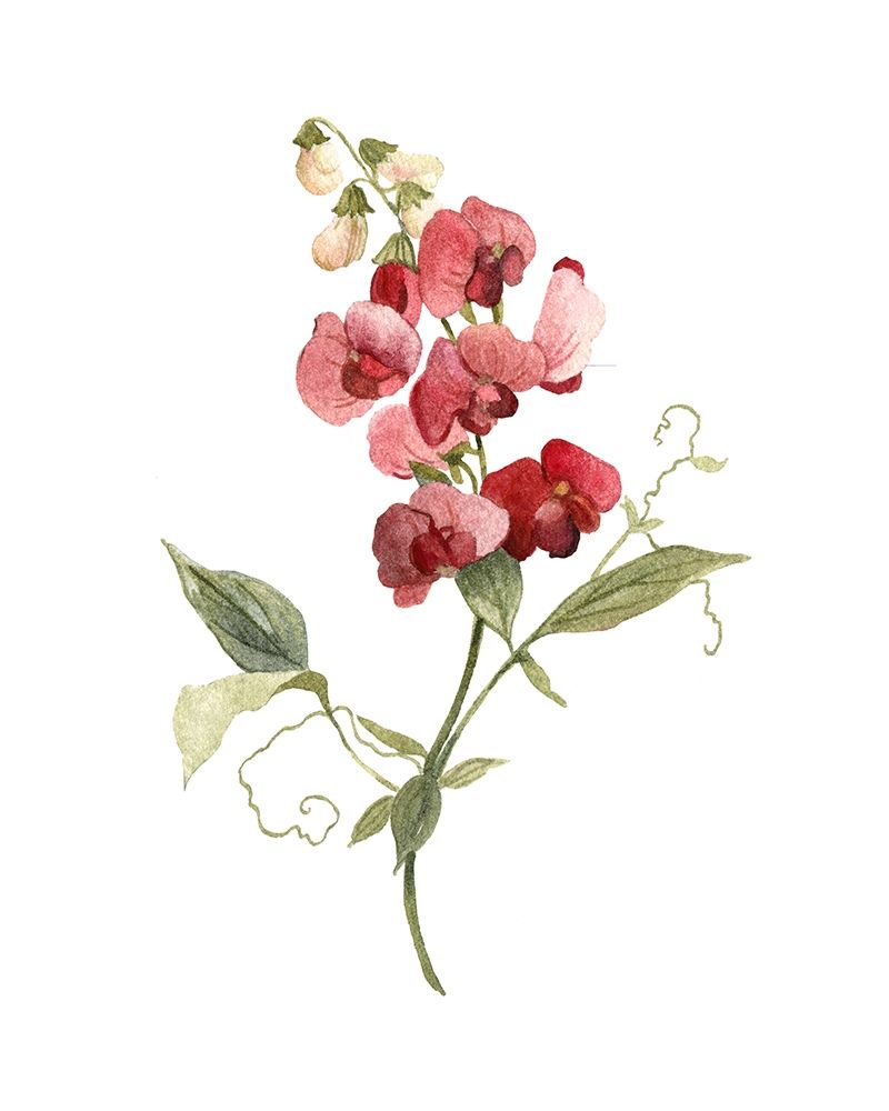 Scarlet Sweet Pea Poster Print by Carol Robinson - Item # VARPDX40946