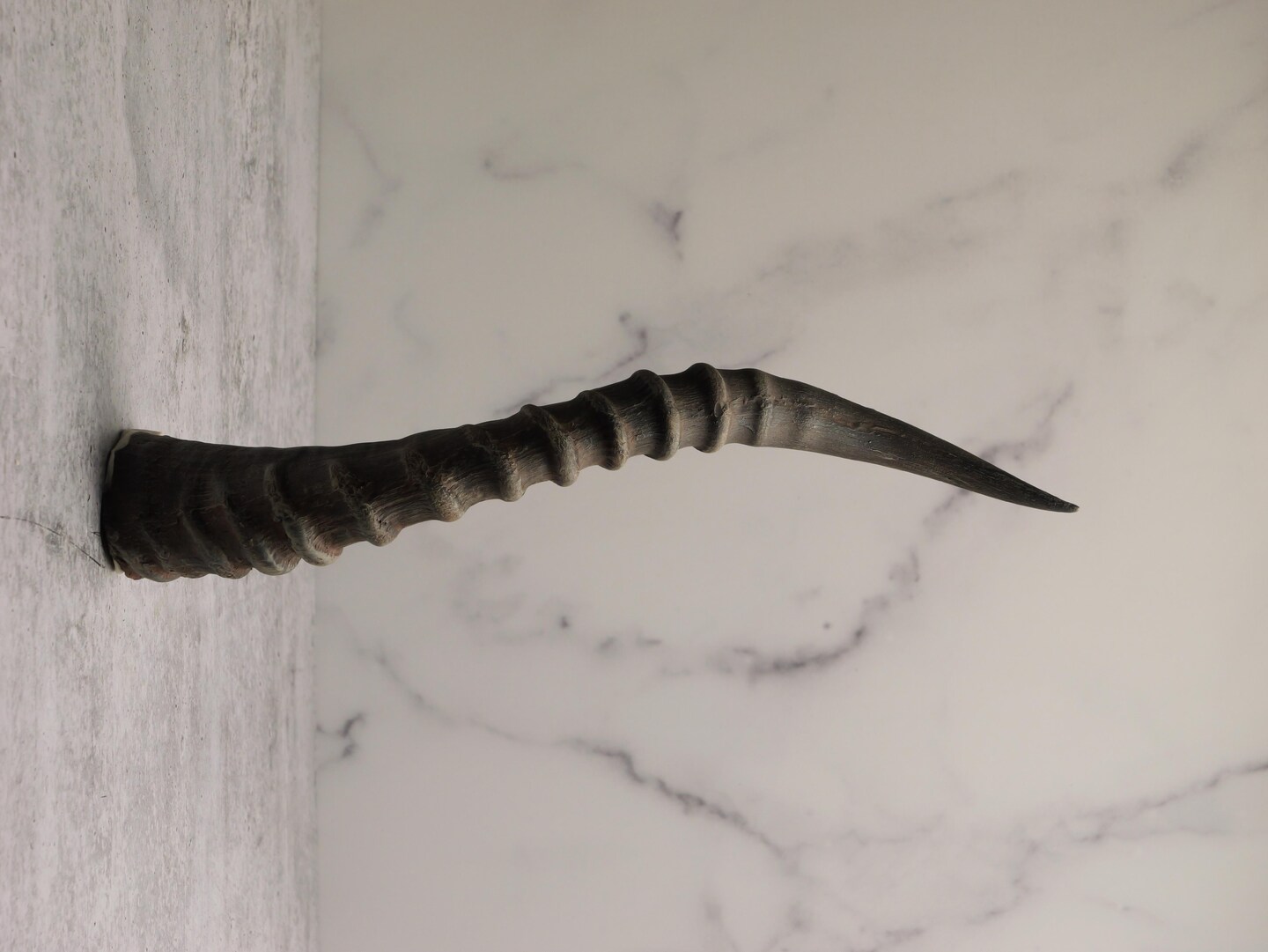 Blesbok Deer Horn Cast Resin Bone Replica 14” Black | MakerPlace