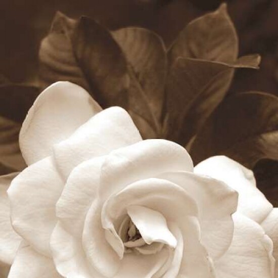 Gardenia Garden Poster Print by Rebecca Swanson - Item # VARPDXS750D