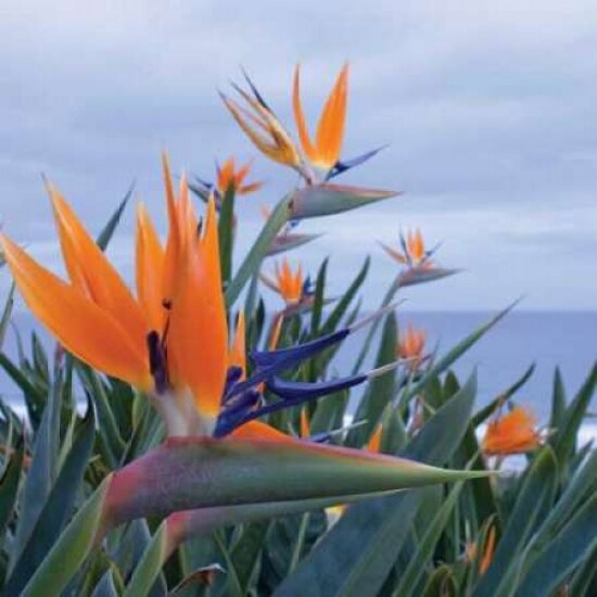 Bird of Paradise I Poster Print by Rita Crane - Item # VARPDXPSCRN222