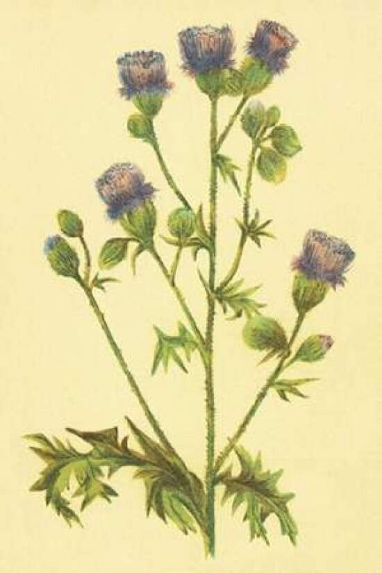 Thistle Poster Print by PI Collection