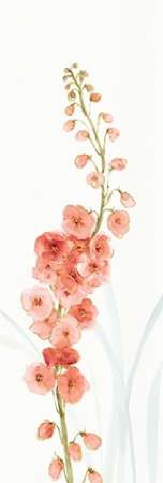 Rainbow Seeds Flowers VII Coral Poster Print by Audit Lisa - Item # VARPDX20888