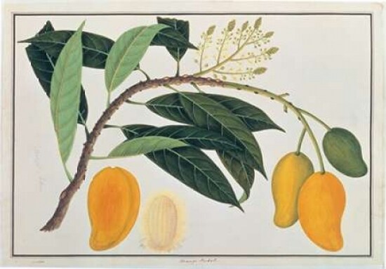 Mango Poster Print by  19th C Anonymous - Item # VARPDXBM13