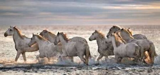 Running Horses Poster Print by Xavier Ortega - Item # VARPDXOXP101