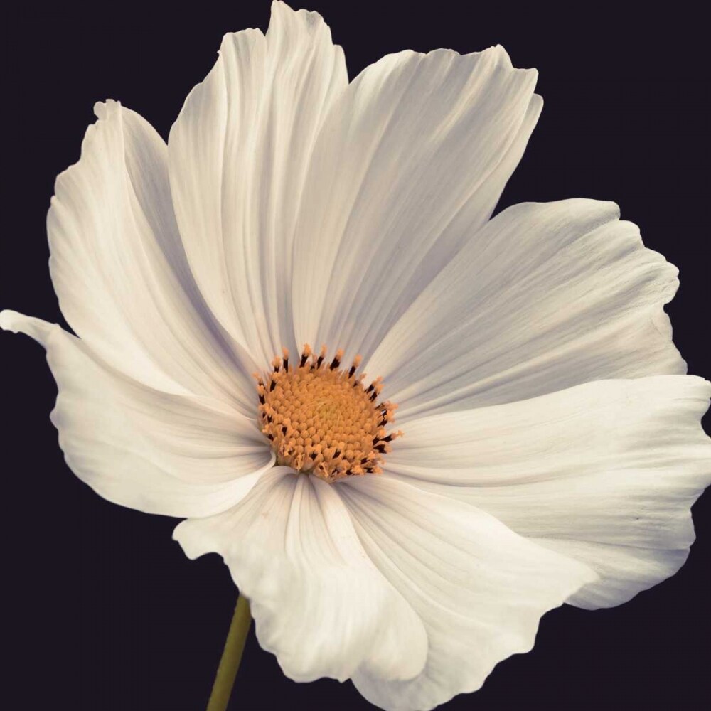 Cosmos I Poster Print by Assaf Frank - Item # VARPDX16111