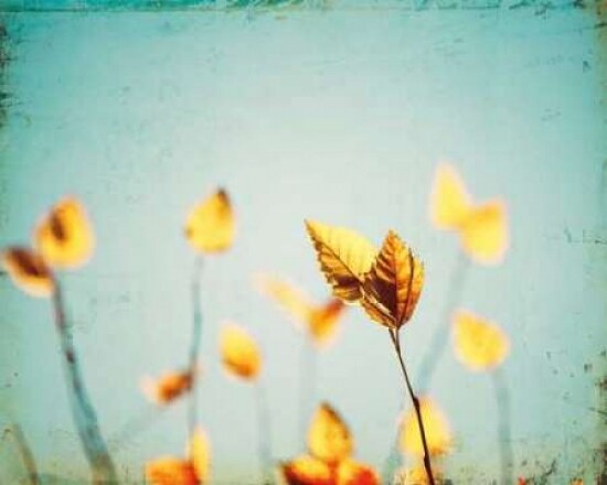 Sundance Poster Print by Carolyn Cochrane - Item # VARPDXC849D