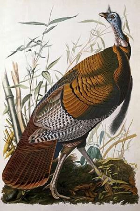 Wild Turkey Male Poster Print by John James Audubon - Item # VARPDX264575