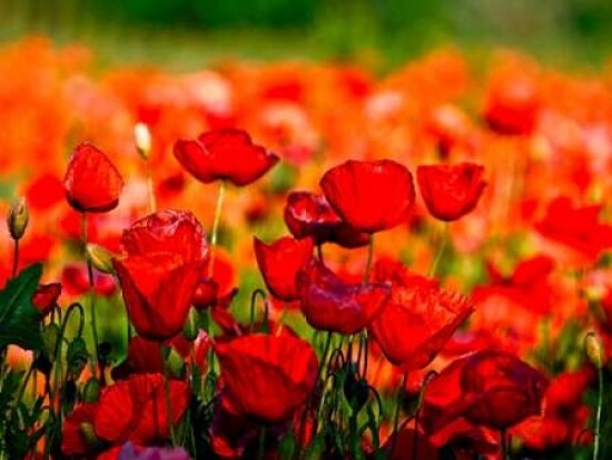 Dominante rossa Poster Print by Fulvio Ferrua - Item # VARPDX3FU3356