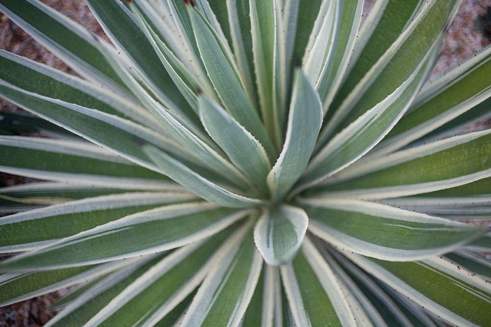 Where the Cactus Grow I Poster Print by Susan Bryant - Item # VARPDX13482