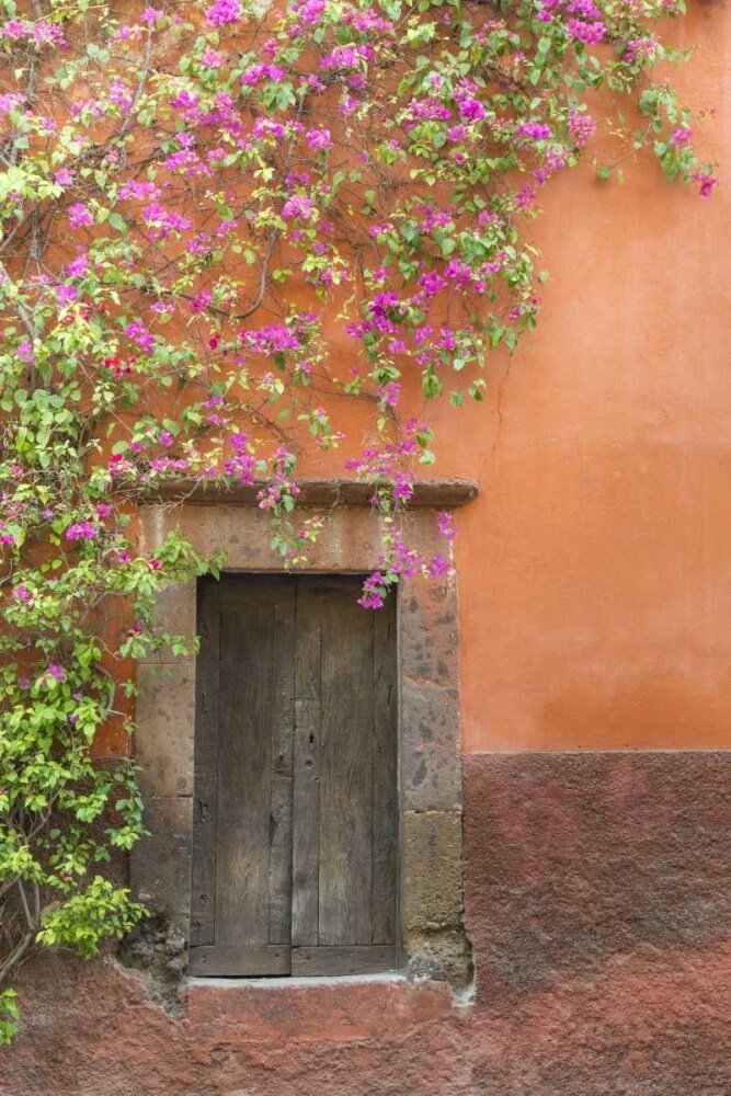 Mexico Bougainvillea outside wooden doorway by Don Paulson - Item # VARPDXSA13BJY0042
