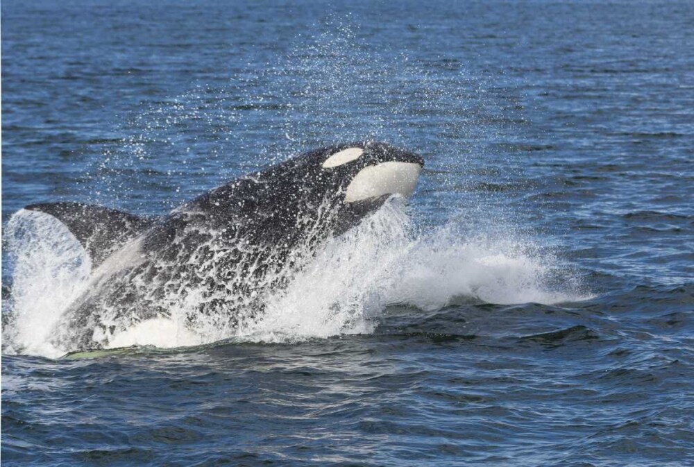 USA, Alaska Orca whale breaching by Don Paulson - Item # VARPDXUS02BJY0054