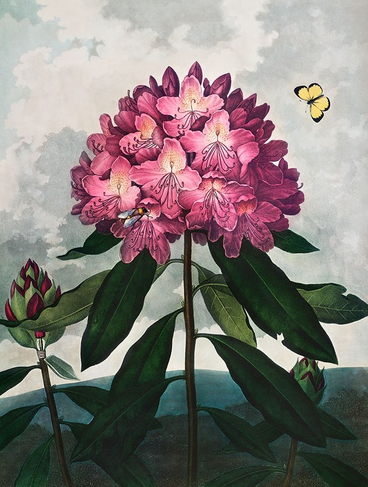 The Pontic Rhododendron from The Temple of Flora by Robert John Thornton -  Item # VARPDX58177, Size: Large | Michaels
