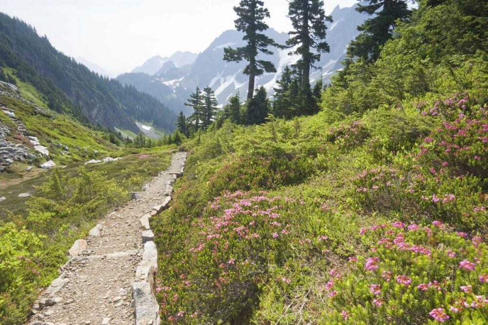 WA, Cascade Pass Hiking trail amid wilderness by Don Paulson - Item # VARPDXUS48BJA0240
