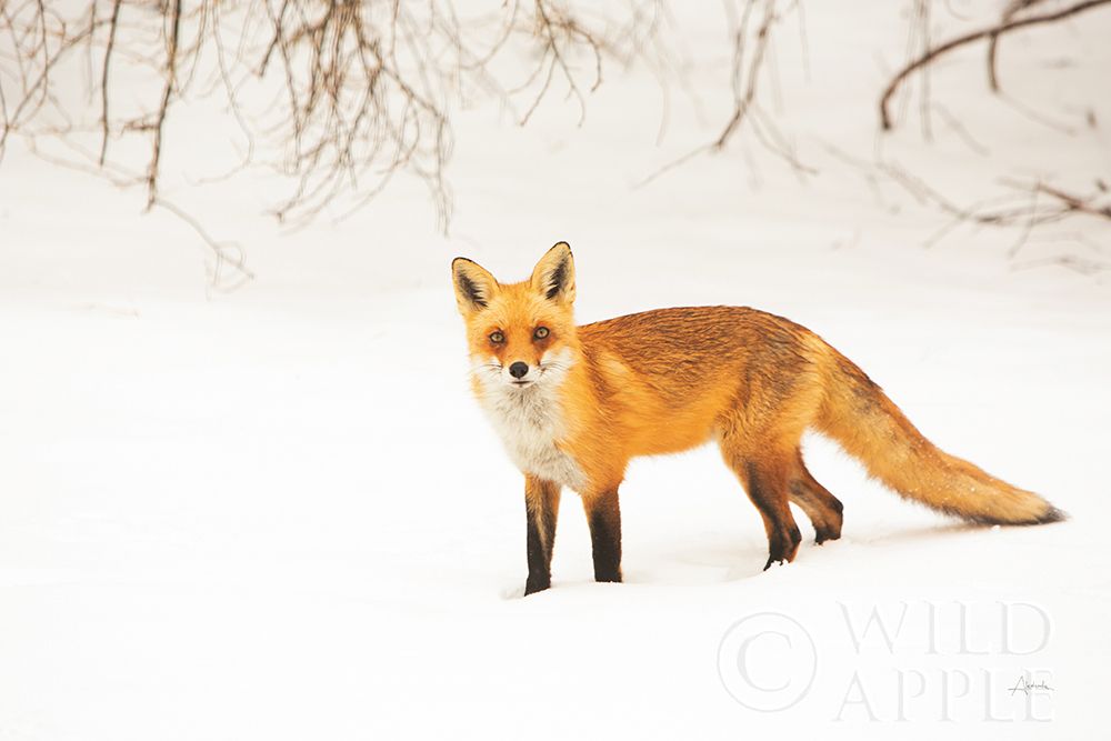 Red Fox IV Poster Print by Aledanda Aledanda - Item # VARPDX53603