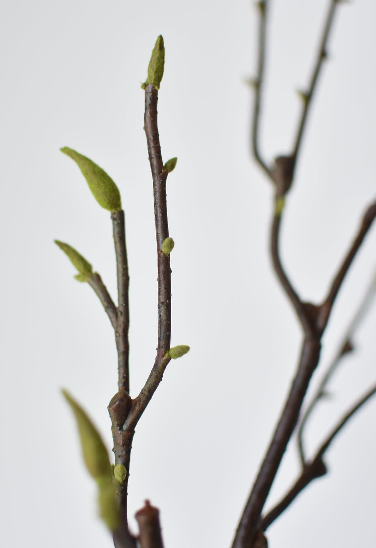 36&#x22; Faux Magnolia Tree Branch Stem