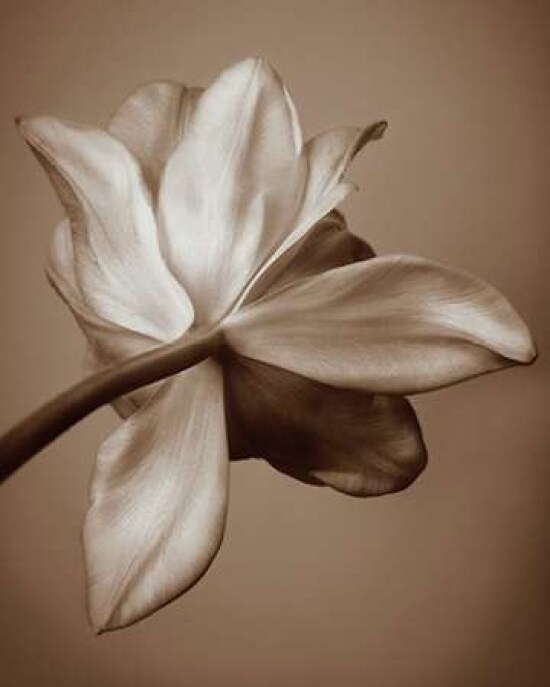 Moonlight Tulip Poster Print by Rebecca Swanson - Item # VARPDXS781D