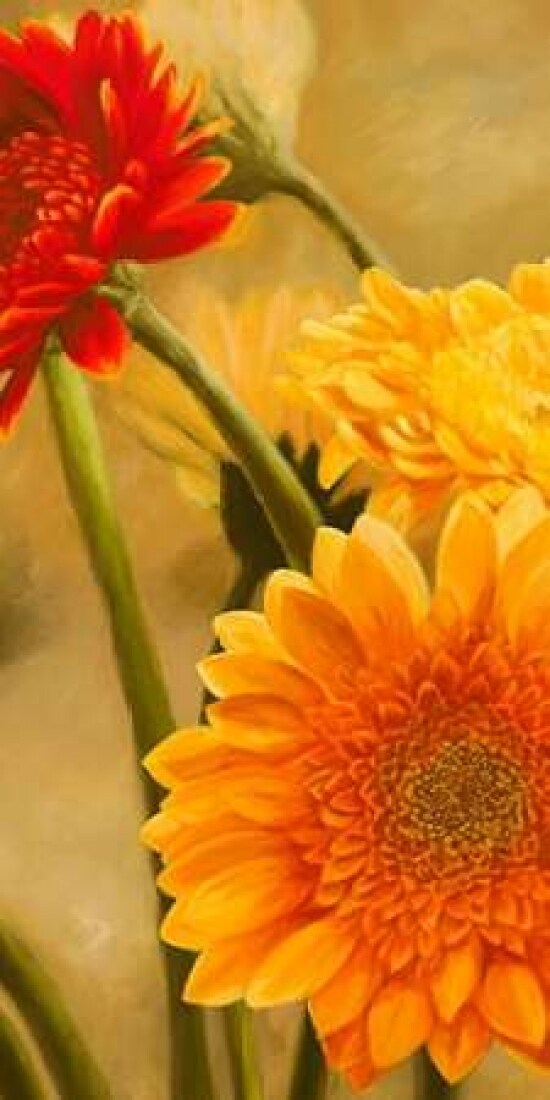 Gerbere nel sole I Poster Print by Serena Biffi - Item # VARPDX2SE2387