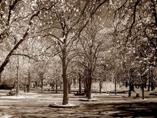 Cherry Tree Park Poster Print by PhotoINC Studio - Item # VARPDXIN30830