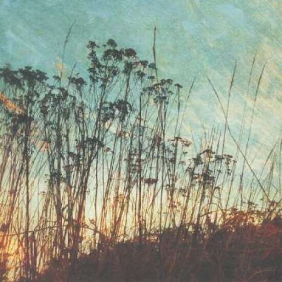 Wild Grass I Poster Print by Amy Melious - Item # VARPDXMEL343