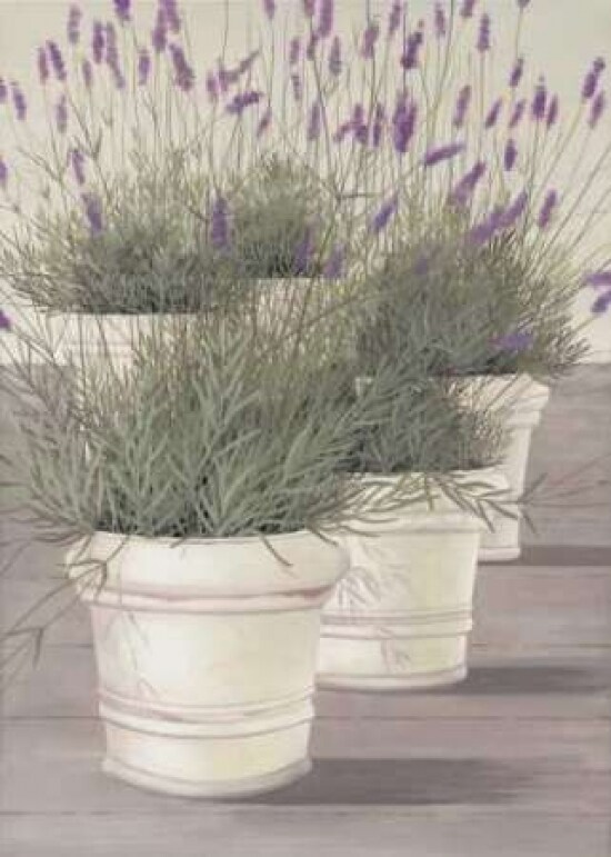 Lavender Poster Print by Hans Paus - Item # VARPDXGA0102426